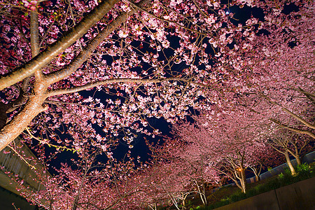 Miura海岸上的Kawazu 樱树村樱花粉色花瓣季节植物木头图片