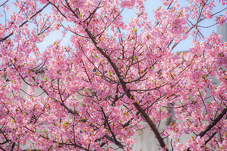 染井吉野Miura海岸上的Kawazu 樱树村樱花植物花瓣粉色大树蓝天京急线背景