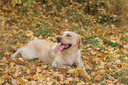 小可爱的拉布拉多狗 躺在黄色落叶上幸福叶子乐趣婴儿金子游戏公园季节森林猎犬图片