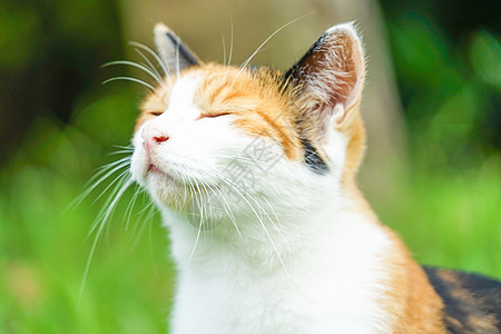 草地上的三合猫小猫陆地草原场地哺乳动物杂草动物宠物流浪猫野草图片