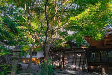 新的绿色和圆的微光古都神社寺庙图片