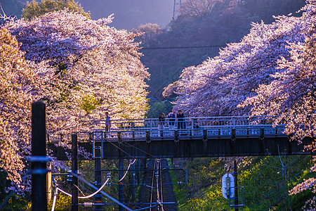 春山田站Kanagawa县天空植物电线杆电力景点樱花电线火车花瓣交通图片