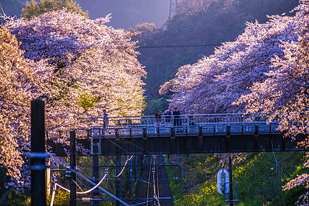 春山田站Kanagawa县天空植物电线杆电力景点樱花电线火车花瓣交通图片