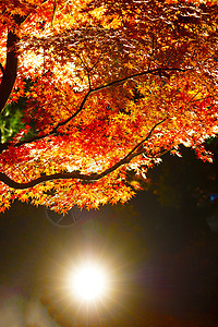 秋叶日本花园的图象妈妈落叶植物叶子木头深红色红色庭园夜景花园图片