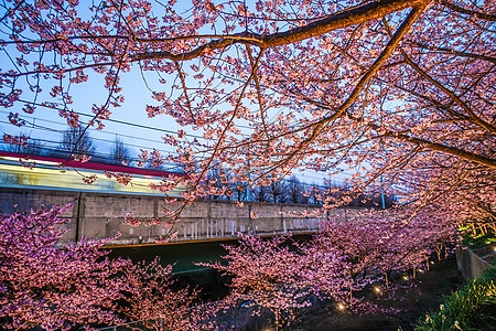 川津樱桃和米浦拉海岸的火车粉色木头花瓣季节机车植物樱花电力图片