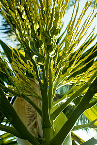 冬季清晨阿雷卡棕榈种子的甘地露水滴落小麦宏观草本植物水滴农业珍珠季节叶子雨滴环境图片
