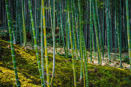 京都和阿拉希山的竹木林故事旅游材料竹子竹林形象绿色小径景点地标图片