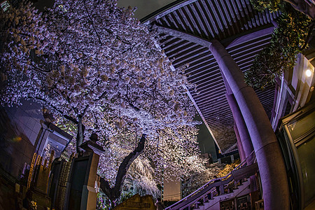 新宿的摩天大厦 点亮樱花夜景建筑群建筑天空旅游街景叶子花瓣景点植物图片
