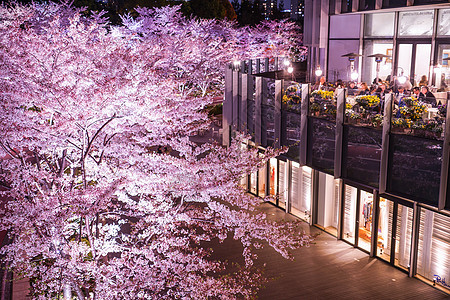 东京市中心的樱花花全开建筑照明晴天景观街景植物摩天大楼花瓣城市夜景图片