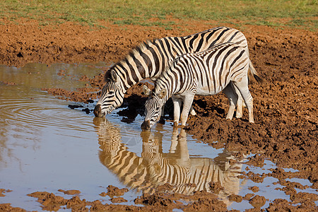 平原斑马在水坑喝水食草马属野生动物动物荒野破坏口渴动物群哺乳动物反射图片