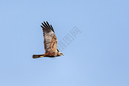 猎物鸟类 欧洲野生动物捕食者马戏团手表动物摄影蓝色翅膀成人飞行航班图片