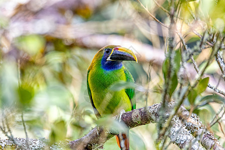 哥斯达黎加圣赫拉尔多生活野生动物栖息地荒野异国森林动物林地栖息羽毛图片