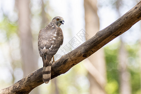 树枝上的Shikra Bird照片天空游隼濒危家庭荒野眼睛鸟类猎人翅膀羽毛图片