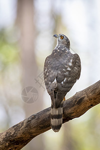 树枝上的Shikra Bird照片猎鹰游隼荒野森林天空捕食者丛林动物橙子眼睛图片