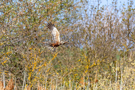 猎物鸟类 欧洲野生动物摄影动物群马戏团风筝荒野捕食者观鸟航班猎人翅膀图片