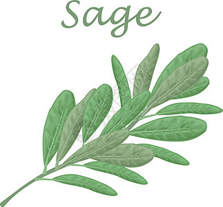 Sage 绿树叶 一种用于调料的辣食药草 白底隔离的矢量插图收藏草本植物香料丹参叶子烹饪美食食物植物植物群图片