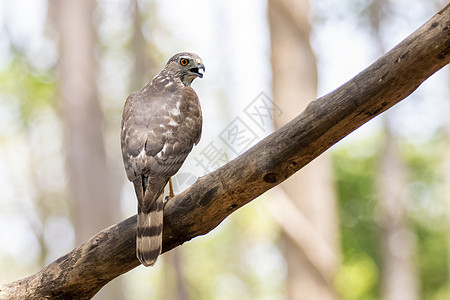 树枝上的Shikra Bird照片眼睛羽毛丛林猎鹰翅膀荒野游隼捕食者森林家庭图片