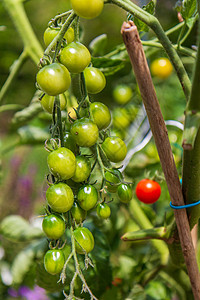 绿色樱桃西红柿分支食物植物群水果植物蔬菜生长收成园艺农业叶子图片