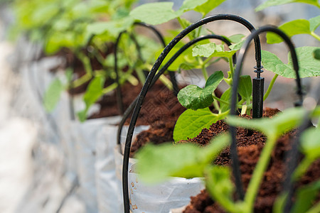 甜瓜农场的滴灌系统农业草药水果产业花园食物园艺蔬菜施肥矿物质图片