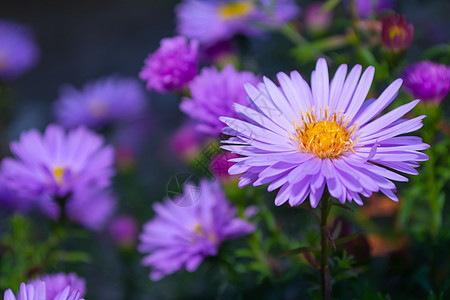 花园里的夏季花朵 小紫色阿斯特特写 在阳光明媚的一天黑暗背景上图片