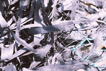 抽象背景 真实的自然照片 宏观特写堆长长的淡淡的浅黑色蓝色对比干燥美丽的热带植物叶子 如扁平宽窄的织物丝带线 阳光照射的细节纹理图片