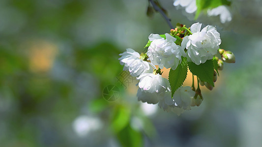 美丽的鲜花树 春的多彩背景和花朵 春天的自然 阳光明媚的一天环境场景枝条生长花瓣樱花天空季节公园植物学图片