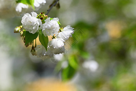 美丽的鲜花树 春的多彩背景和花朵 春天的自然 阳光明媚的一天植物植物学枝条季节花瓣环境天空樱花公园植物群图片