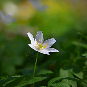 青草中的春花白花甲状腺素白头翁季节环境天空宏观花园花朵植物学植物群生长图片
