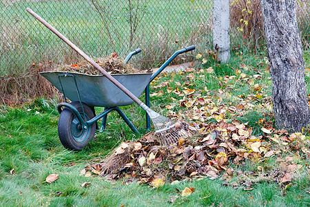 在秋天的花园里 有一辆花园手推车 上面有收集到的落叶和干草 还有一个金属耙子 特写图片