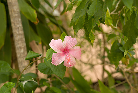 淡绿色叶子背景上的粉红花朵花瓣月季绿色树叶植物粉色木槿宏观植物群花园图片