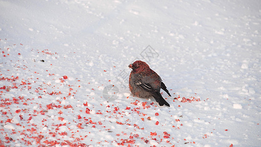 红胸的灰鸟在露天山莓附近的雪上 冬天是公牛座图片