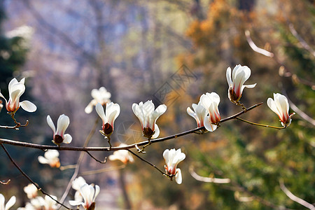 春天花园里有白色木兰花的精致树枝图片