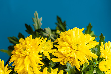 经典蓝色背景上的黄色菊花花束 经典蓝色上的黄色花朵 经典蓝色背景上的一盆黄色菊花 3 月 8 日和母亲节的菊花花束生长叶子植物季图片