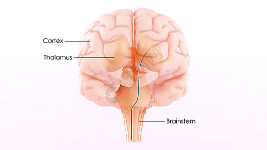 人类神经系统脑解剖中央机体技术信息思考屏幕扫描智力皮层颞叶生物学展示图片