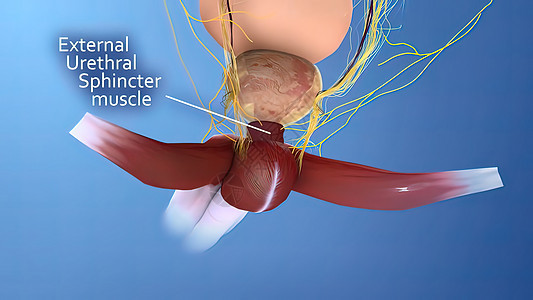 男性生殖器官3D说明解剖医院机能诊所考试前列腺医师从业者泌尿科科学治疗图片