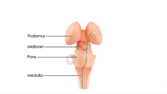 人类神经系统脑解剖中央机体网络脊柱3d心理学智慧生物学疾病展示知识分子颞叶图片