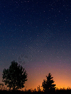 在夜色星空和日落的幕后背景下 低树木的休眠图片