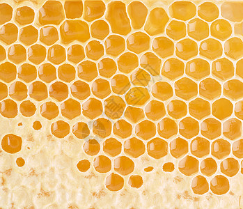蜂蜜蜂窝闭合 新鲜的细丝滴滴糖蜜 宏观背景荒野蜂蜡橙子蜜蜂食物生产花粉金子六边形药品图片