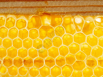 蜂蜜蜂窝闭合 新鲜的细丝滴滴糖蜜 宏观背景药品蜂蜡细胞生产金子荒野梳子六边形蜜蜂蜂巢图片