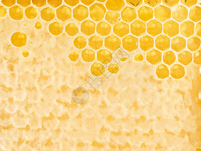 蜂蜜蜂窝闭合 新鲜的细丝滴滴糖蜜 宏观背景蜜蜂液体细胞蜂巢荒野蜂蜡花粉食物生产保健图片