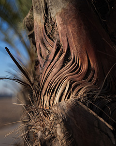 日落时棕榈树 干毛皮的紧闭图片