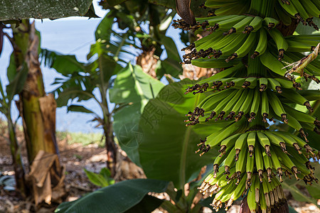 加那利群岛特纳里费以北一个种植园的一连串绿香蕉图片