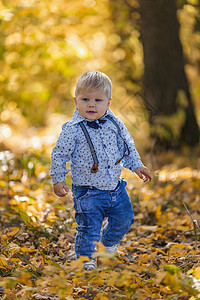 男孩在黄色树叶背景上叶子投掷快乐婴儿蓝色公园橙子乐趣衣服金发图片