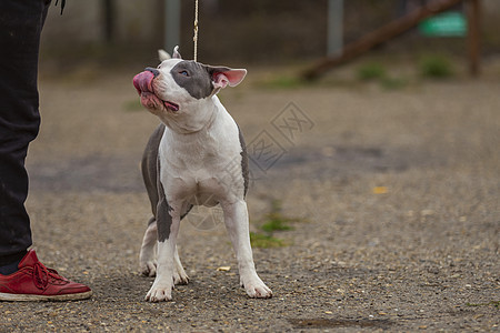 坐在游乐场上的斗牛犬巧克力哺乳动物晴天宠物小狗公园动物猎犬犬类图片