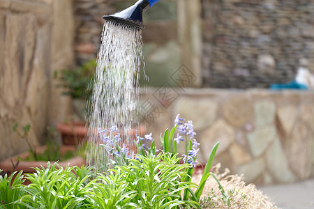 在花园里用水罐子浇花图片
