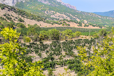 夏天在山上的葡萄园国家农业植物农田风景农村酒厂旅行地区天空图片