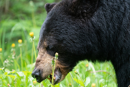 加拿大北部黑熊加拿大勘探荒野野生动物动物水平哺乳动物捕食者摄影图片