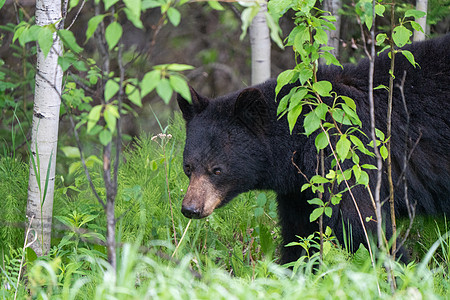 加拿大北部黑熊加拿大捕食者哺乳动物勘探水平野生动物动物摄影荒野图片