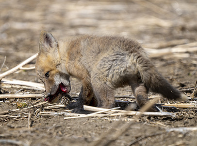年轻狐狸箱成套动物幼兽宝宝红狐野生动物食肉荒野少年哺乳动物图片