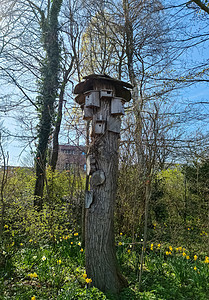 德国北部公园一棵树上的几家鸟舍和昆虫旅馆图片